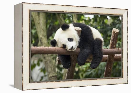 Giant Panda Cub, Chengdu, China-Paul Souders-Framed Premier Image Canvas