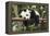 Giant Panda Cub, Chengdu, China-Paul Souders-Framed Premier Image Canvas