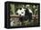 Giant Panda Cub, Chengdu, China-Paul Souders-Framed Premier Image Canvas