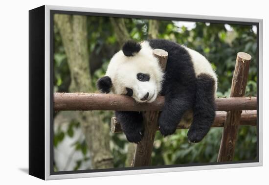 Giant Panda Cub, Chengdu, China-Paul Souders-Framed Premier Image Canvas