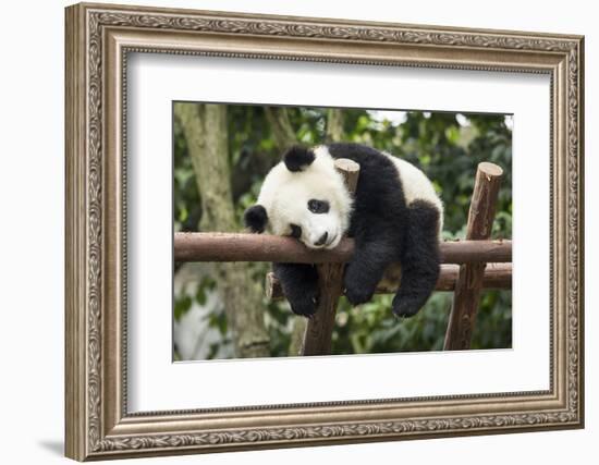 Giant Panda Cub, Chengdu, China-Paul Souders-Framed Photographic Print