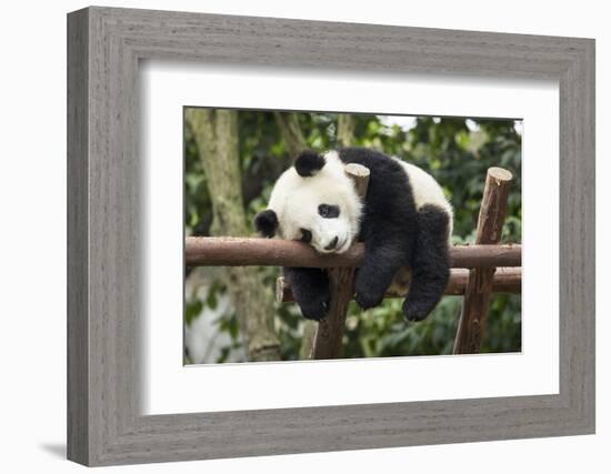 Giant Panda Cub, Chengdu, China-Paul Souders-Framed Photographic Print