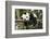 Giant Panda Cub, Chengdu, China-Paul Souders-Framed Photographic Print