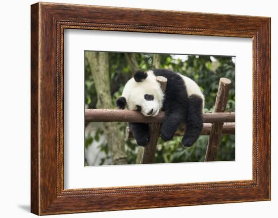 Giant Panda Cub, Chengdu, China-Paul Souders-Framed Photographic Print