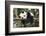 Giant Panda Cub, Chengdu, China-Paul Souders-Framed Photographic Print