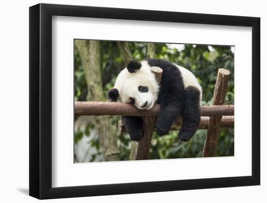 Giant Panda Cub, Chengdu, China-Paul Souders-Framed Photographic Print