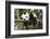 Giant Panda Cub, Chengdu, China-Paul Souders-Framed Photographic Print