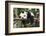 Giant Panda Cub, Chengdu, China-Paul Souders-Framed Photographic Print