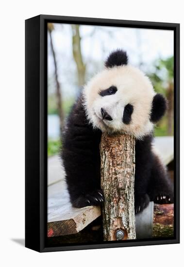 Giant panda cub, Huanlili, sitting on wooden platform-Eric Baccega-Framed Premier Image Canvas