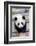 Giant panda cub, Huanlili, walking along a log-Eric Baccega-Framed Photographic Print