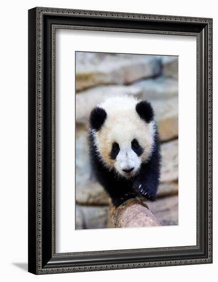 Giant panda cub, Huanlili, walking along a log-Eric Baccega-Framed Photographic Print