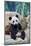 Giant panda cub playfuly chewing a bamboo stick. Captive at Beauval Zoo-Eric Baccega-Mounted Photographic Print