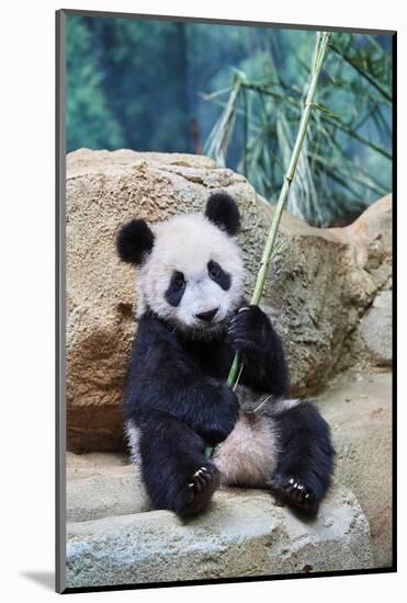 Giant panda cub playfuly chewing a bamboo stick. Captive at Beauval Zoo-Eric Baccega-Mounted Photographic Print