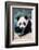 Giant panda cub portrait Yuan Meng, Captive at Beauval Zoo, France-Eric Baccega-Framed Photographic Print