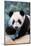Giant panda cub portrait Yuan Meng, Captive at Beauval Zoo, France-Eric Baccega-Mounted Photographic Print