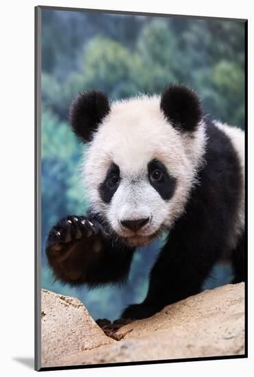 Giant panda cub portrait Yuan Meng, Captive at Beauval Zoo, France-Eric Baccega-Mounted Photographic Print