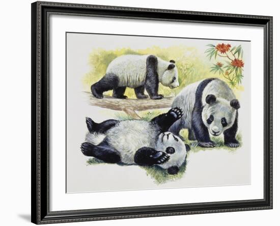 Giant Panda Cubs (Ailuropoda Melanoleuca), Ursidae-null-Framed Giclee Print