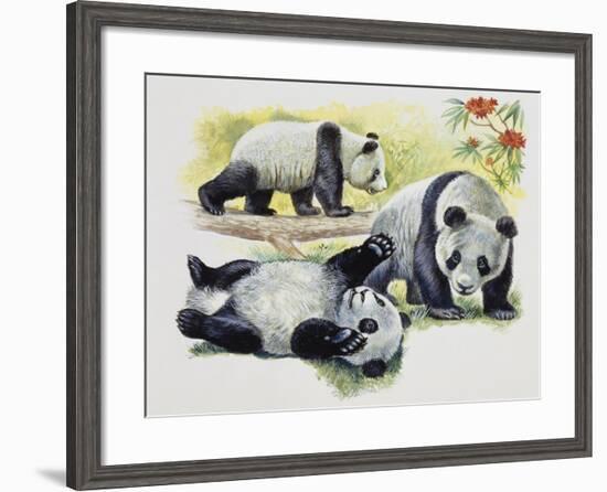 Giant Panda Cubs (Ailuropoda Melanoleuca), Ursidae-null-Framed Giclee Print