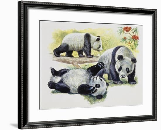 Giant Panda Cubs (Ailuropoda Melanoleuca), Ursidae-null-Framed Giclee Print