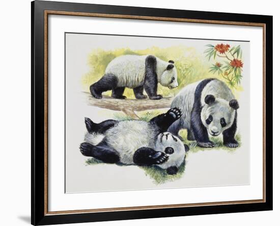 Giant Panda Cubs (Ailuropoda Melanoleuca), Ursidae-null-Framed Giclee Print