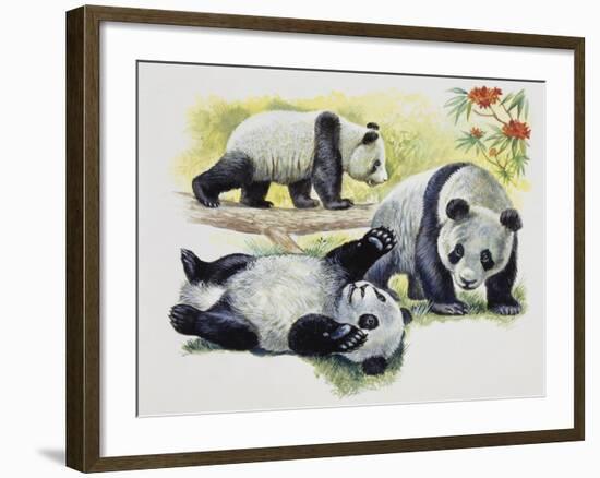 Giant Panda Cubs (Ailuropoda Melanoleuca), Ursidae-null-Framed Giclee Print