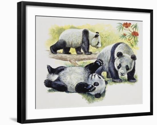 Giant Panda Cubs (Ailuropoda Melanoleuca), Ursidae-null-Framed Giclee Print