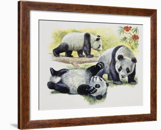 Giant Panda Cubs (Ailuropoda Melanoleuca), Ursidae-null-Framed Giclee Print