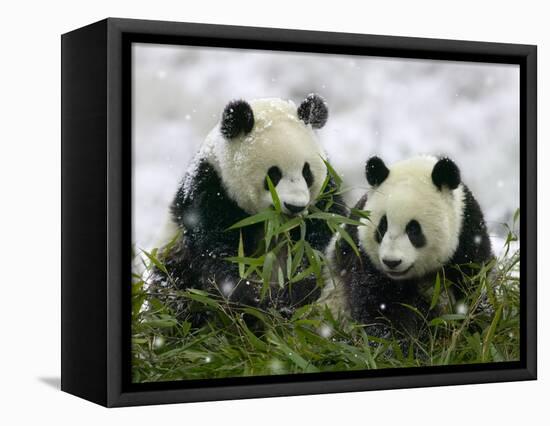 Giant Panda Cubs in Snowfall-Keren Su-Framed Premier Image Canvas