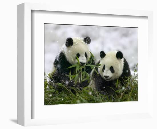 Giant Panda Cubs in Snowfall-Keren Su-Framed Photographic Print