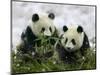 Giant Panda Cubs in Snowfall-Keren Su-Mounted Photographic Print