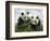 Giant Panda Cubs in Snowfall-Keren Su-Framed Photographic Print