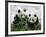 Giant Panda Cubs in Snowfall-Keren Su-Framed Photographic Print