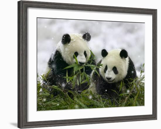 Giant Panda Cubs in Snowfall-Keren Su-Framed Photographic Print