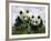 Giant Panda Cubs in Snowfall-Keren Su-Framed Photographic Print