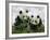 Giant Panda Cubs in Snowfall-Keren Su-Framed Photographic Print