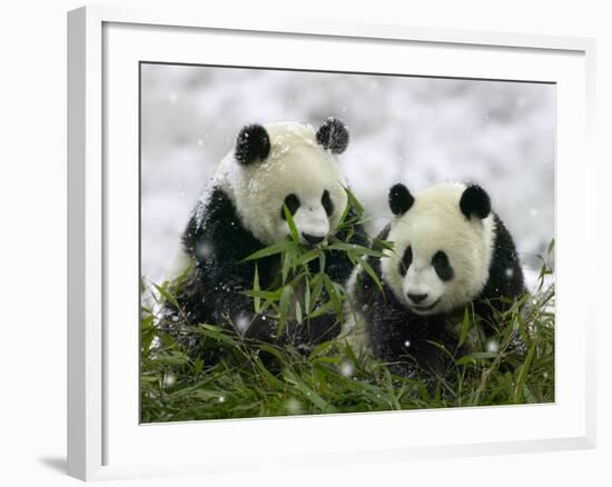 Giant Panda Cubs in Snowfall-Keren Su-Framed Photographic Print