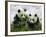 Giant Panda Cubs in Snowfall-Keren Su-Framed Photographic Print