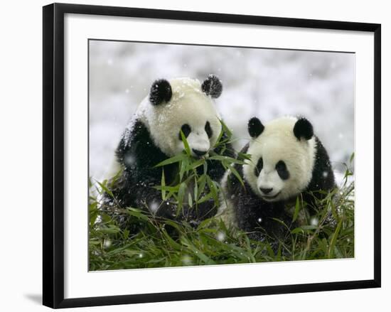 Giant Panda Cubs in Snowfall-Keren Su-Framed Photographic Print