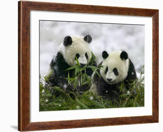 Giant Panda Cubs in Snowfall-Keren Su-Framed Photographic Print