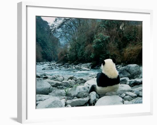 Giant Panda Eating Bamboo by the River, Wolong Panda Reserve, Sichuan, China-Keren Su-Framed Photographic Print