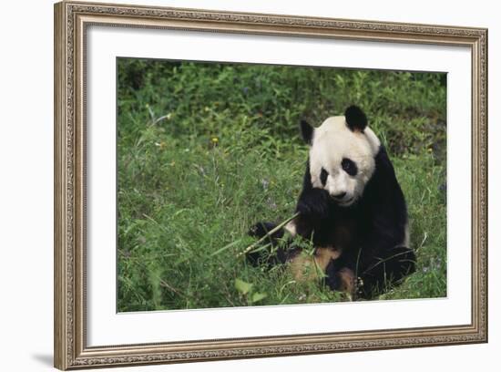 Giant Panda Eating Bamboo in Grass-DLILLC-Framed Photographic Print