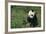 Giant Panda Eating Bamboo in Grass-DLILLC-Framed Photographic Print