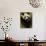 Giant Panda Family, Wolong China Conservation and Research Center for the Giant Panda, China-Pete Oxford-Photographic Print displayed on a wall