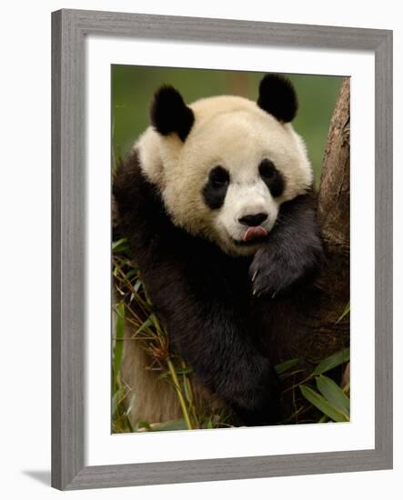 Giant Panda Family, Wolong China Conservation and Research Center for the Giant Panda, China-Pete Oxford-Framed Photographic Print
