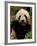 Giant Panda Family, Wolong China Conservation and Research Center for the Giant Panda, China-Pete Oxford-Framed Photographic Print