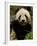 Giant Panda Family, Wolong China Conservation and Research Center for the Giant Panda, China-Pete Oxford-Framed Photographic Print