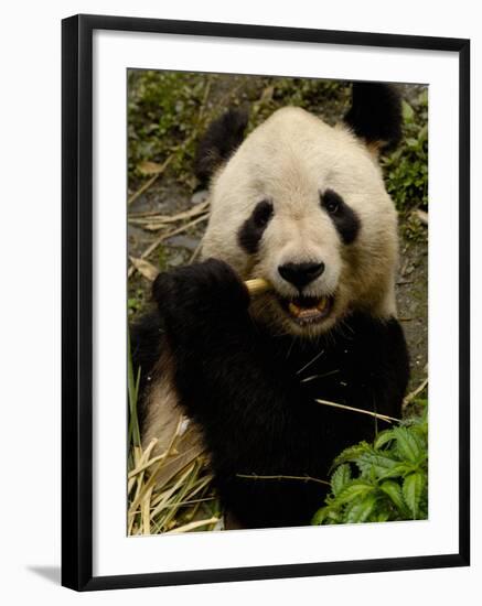 Giant Panda Family, Wolong China Conservation and Research Center for the Giant Panda, China-Pete Oxford-Framed Photographic Print