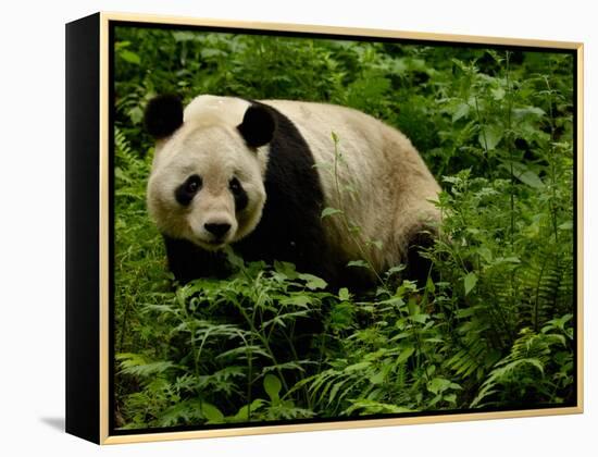 Giant Panda Family, Wolong China Conservation and Research Center for the Giant Panda, China-Pete Oxford-Framed Premier Image Canvas