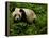 Giant Panda Family, Wolong China Conservation and Research Center for the Giant Panda, China-Pete Oxford-Framed Premier Image Canvas