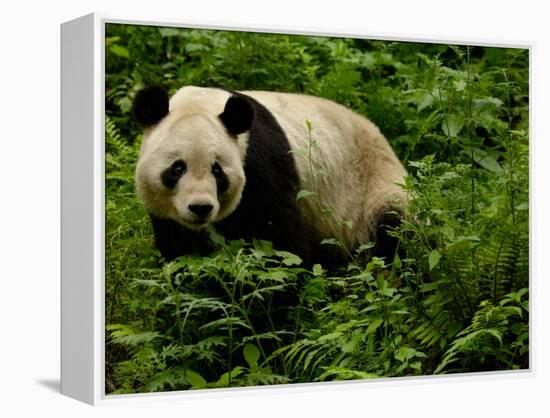 Giant Panda Family, Wolong China Conservation and Research Center for the Giant Panda, China-Pete Oxford-Framed Premier Image Canvas